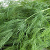 Dill Bouquet